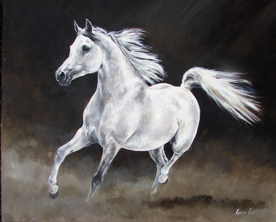 A STUDY OF A GREY ARABIAN @Caroline Cook